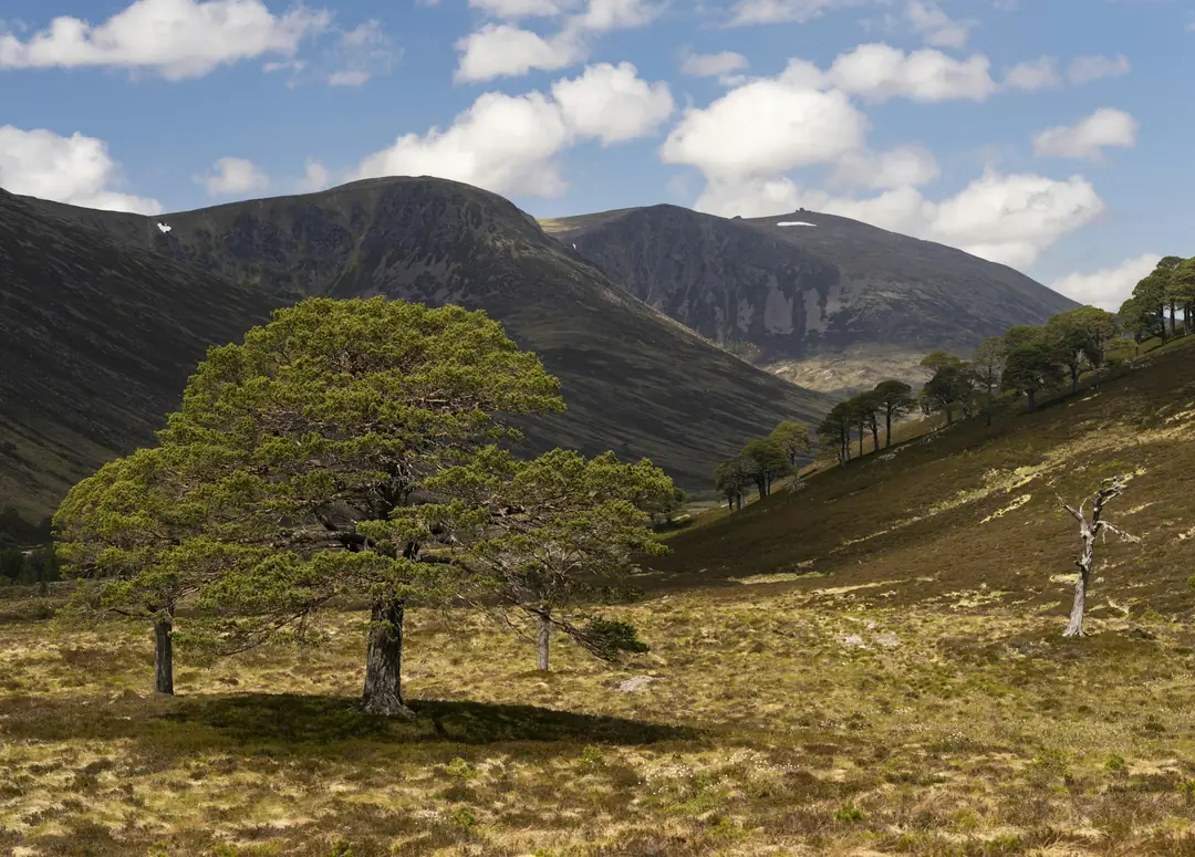 A lone Scots pine in a glen in the Cairngorms with bare hills behind