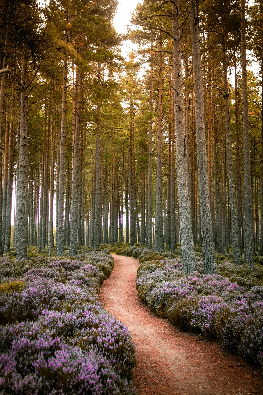 A path through tall Scots pines with flowering heather in the Cairngorms