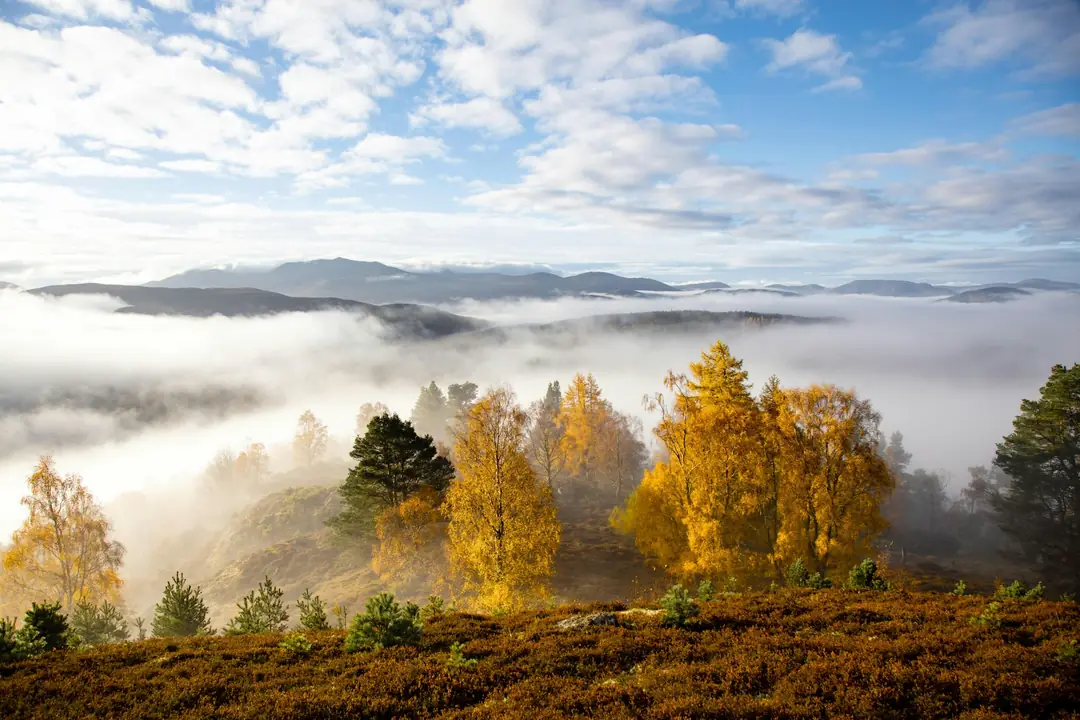 Mist lying in Deeside below autumn birches and pine-covered hills