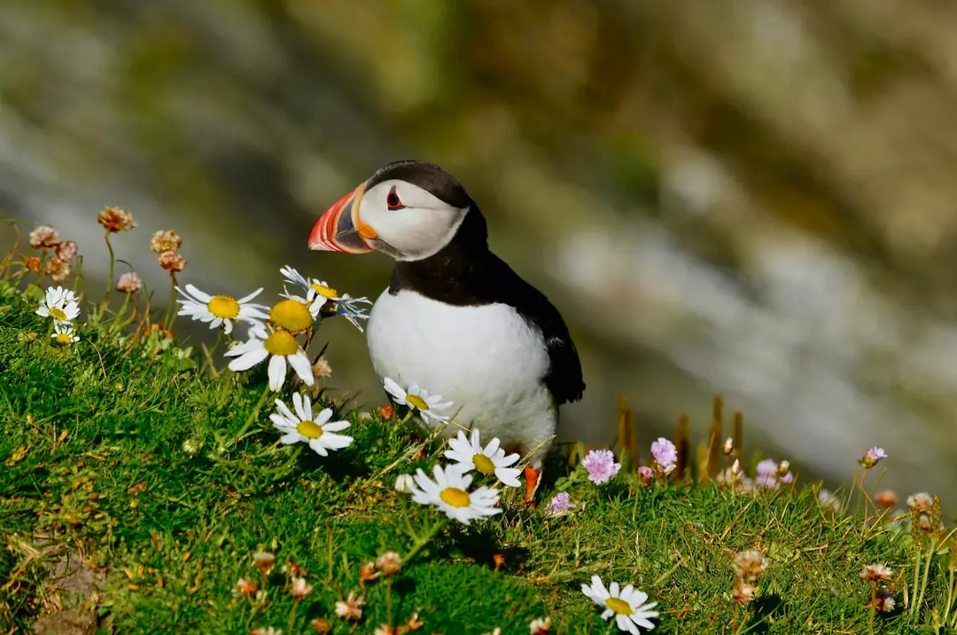 A puffin among sea campion and thrift on a Shetland clifftop