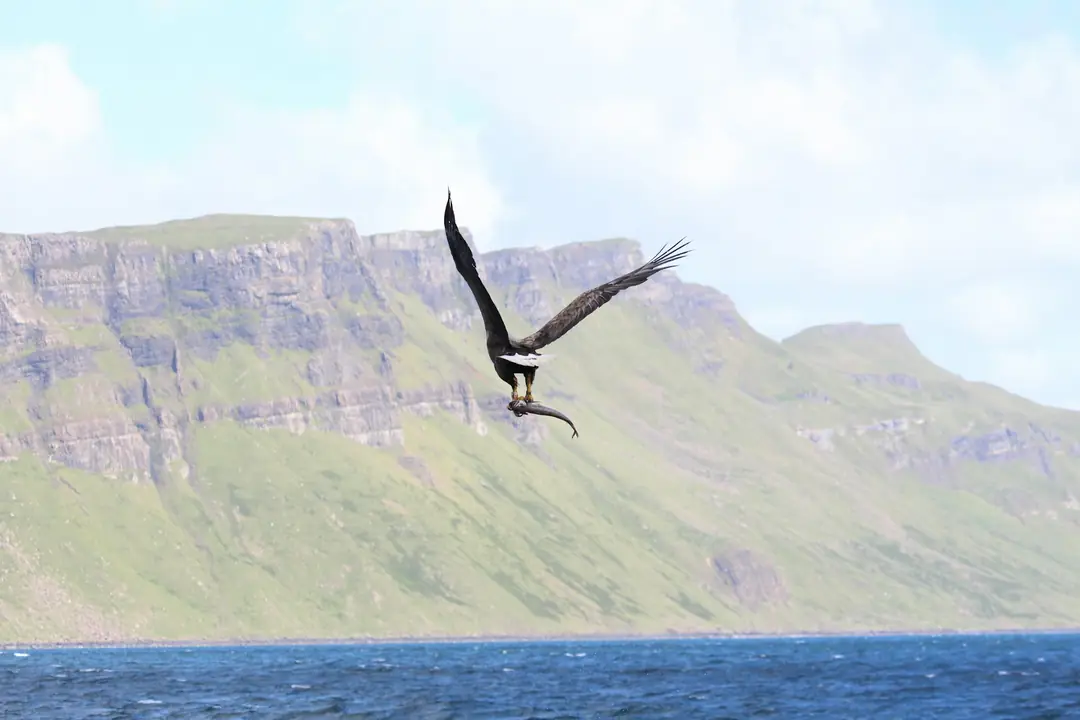 A white-tailed eagle flying low over the water off Portree, Skye
