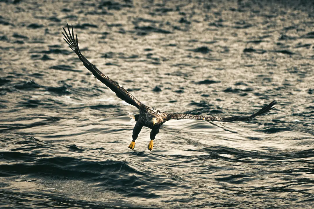 A white-tailed eagle stooping to the sea off Portree, Skye